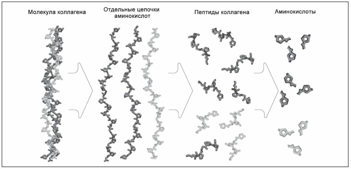 Коллаген в борьбе с остеоартрозом